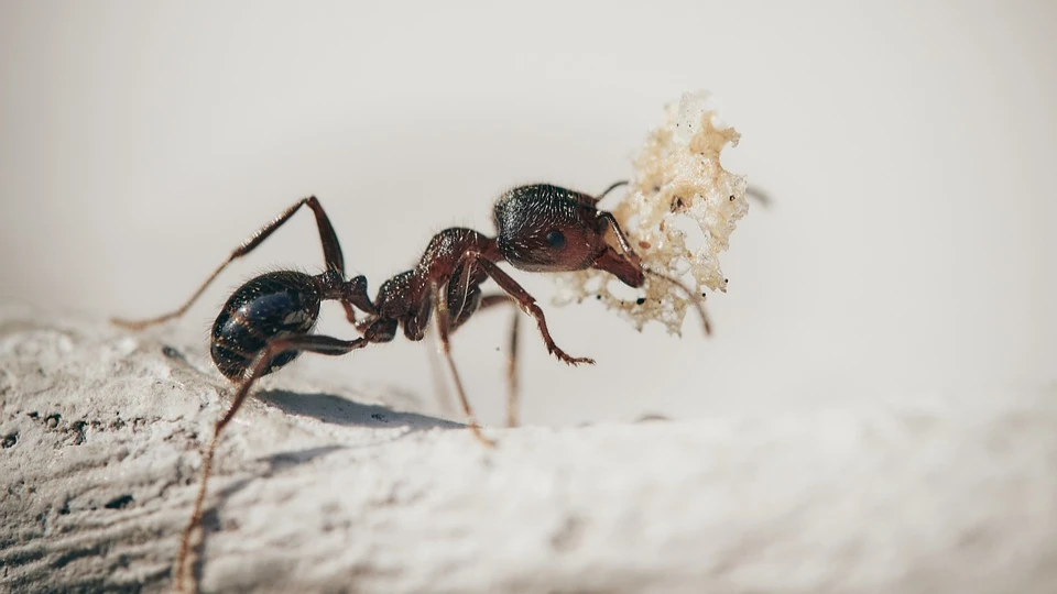 Как избавиться от муравьев на кухне: 5 удивительных способов избежать заражения всего дома
