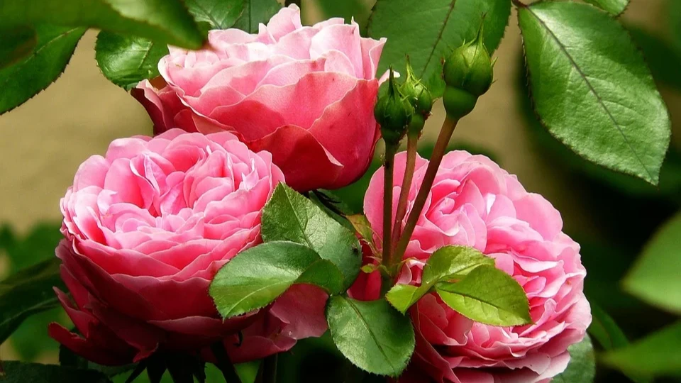 Традиционно считается, что розы любят глинистую почву. Фото: pixabay.com
