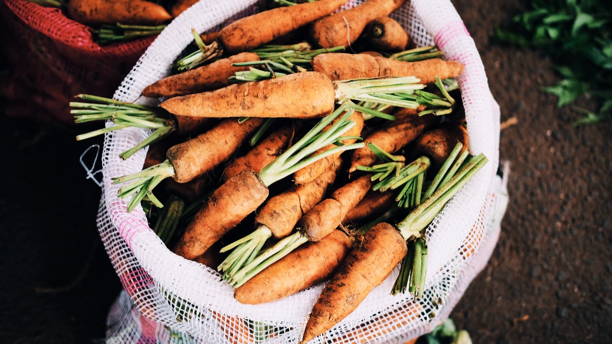 Как правильно сажать морковь под зиму, чтобы получить богатый урожай уже в начале лета – хорошие и плохие дни по лунному календарю сентябрь и октябрь