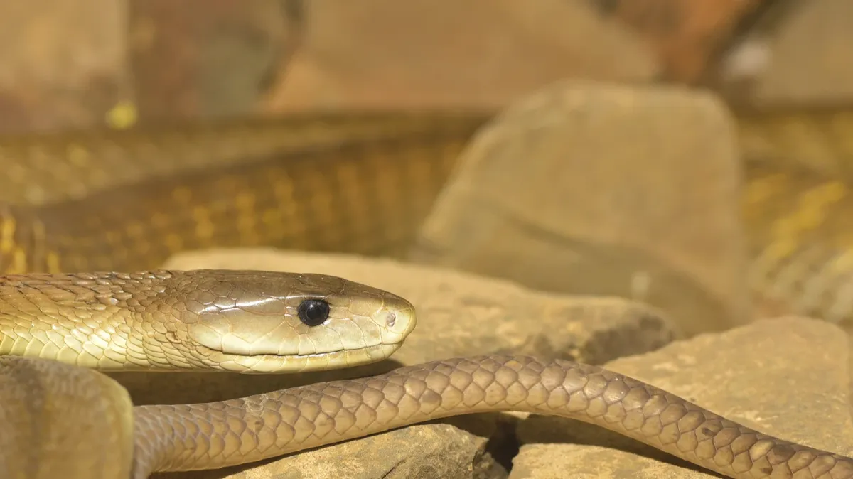 Самая опасная змея в мире: как распознать черную мамбу и какое количество яда убьет человека