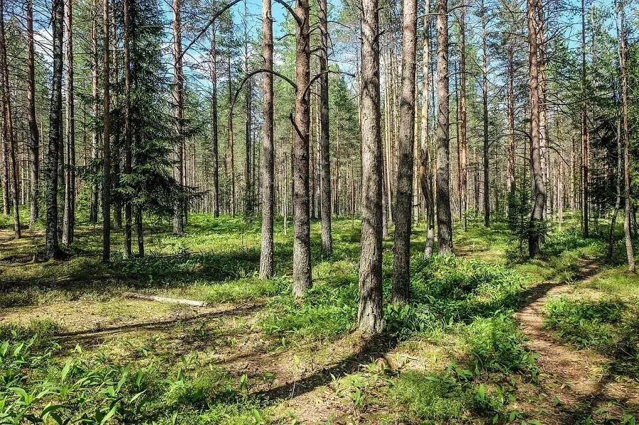 лес