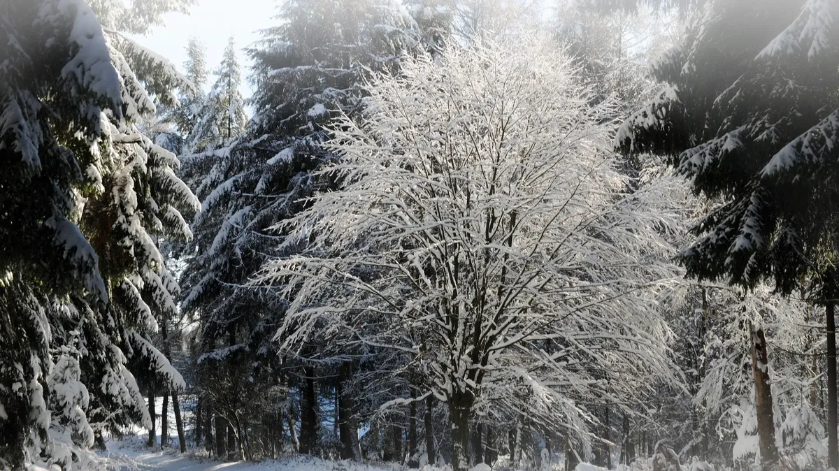 21 декабря — День зимнего солнцестояния. Фото: pxhere.com
