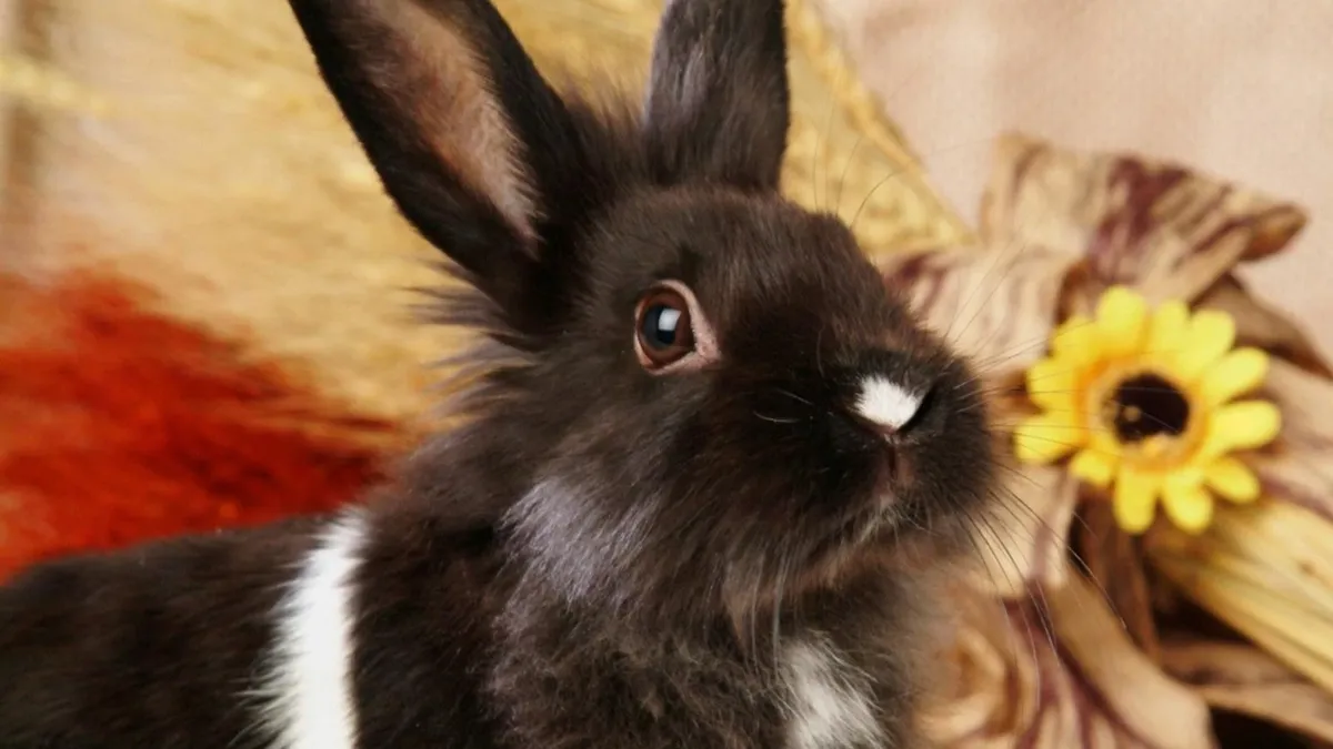 Черный кролик будет вести людей к гармонии. Фото: pxhere.com