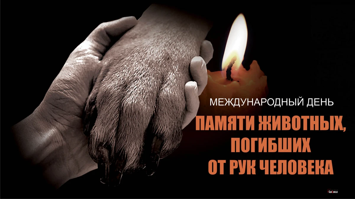 Добрые открытки в Международный день памяти животных, погибших от рук человека 6 ноября