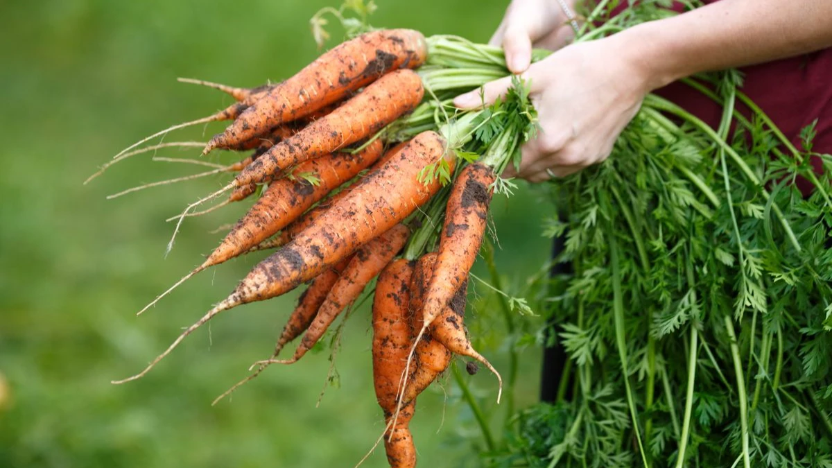 Морковь - очень капризный овощ. Фото: pxhere.com