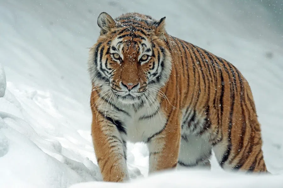 Тигр — гордое и сильное животное, которое часто помогает стойким людям, похожим на него