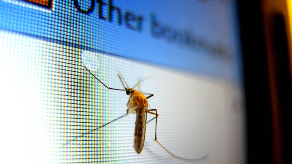 Всемирный день комара. Фото: pixabay.com