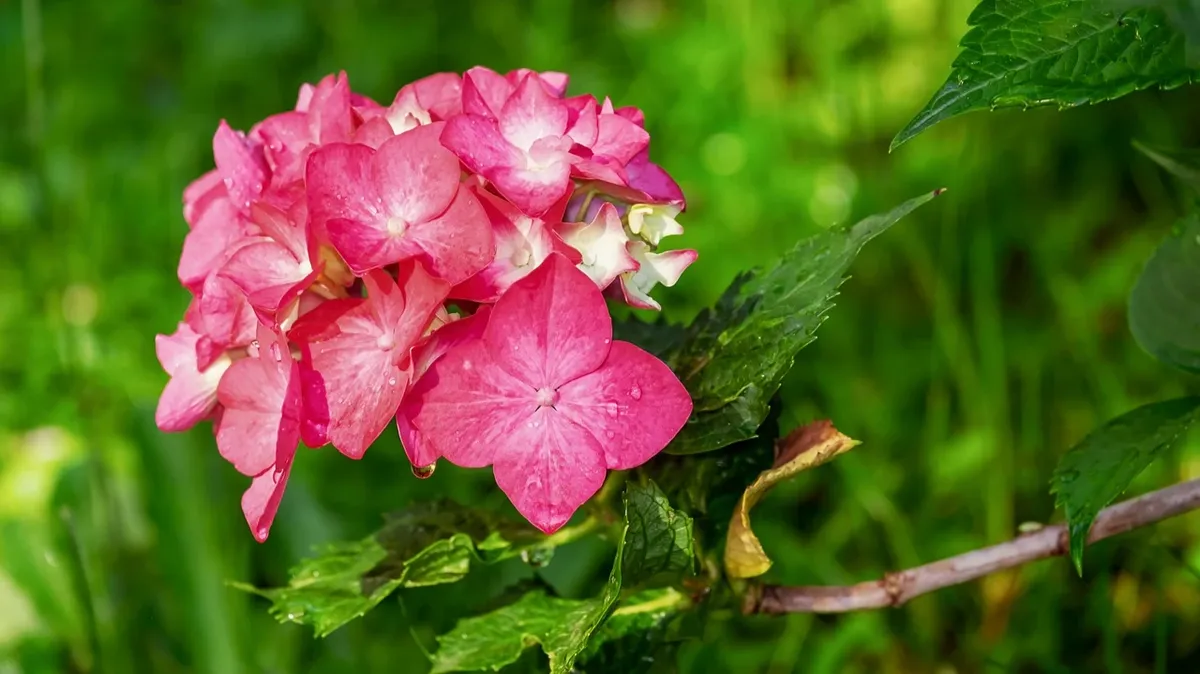 Гортензии — излюбленное растение садоводов за их красочные и красивые цветы. Фото: Pixabay.com