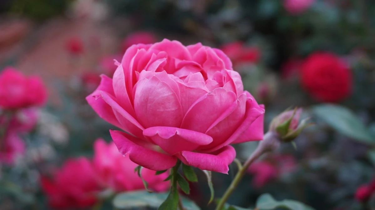 Уход за розами: распространенные болезни, которые могут «очистить розы до голых стеблей» - как их лечить
