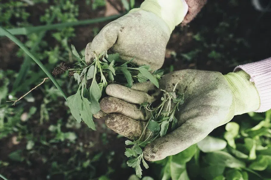 Как убрать «расползшиеся сорняки» на огороде без химии: эффективный способ