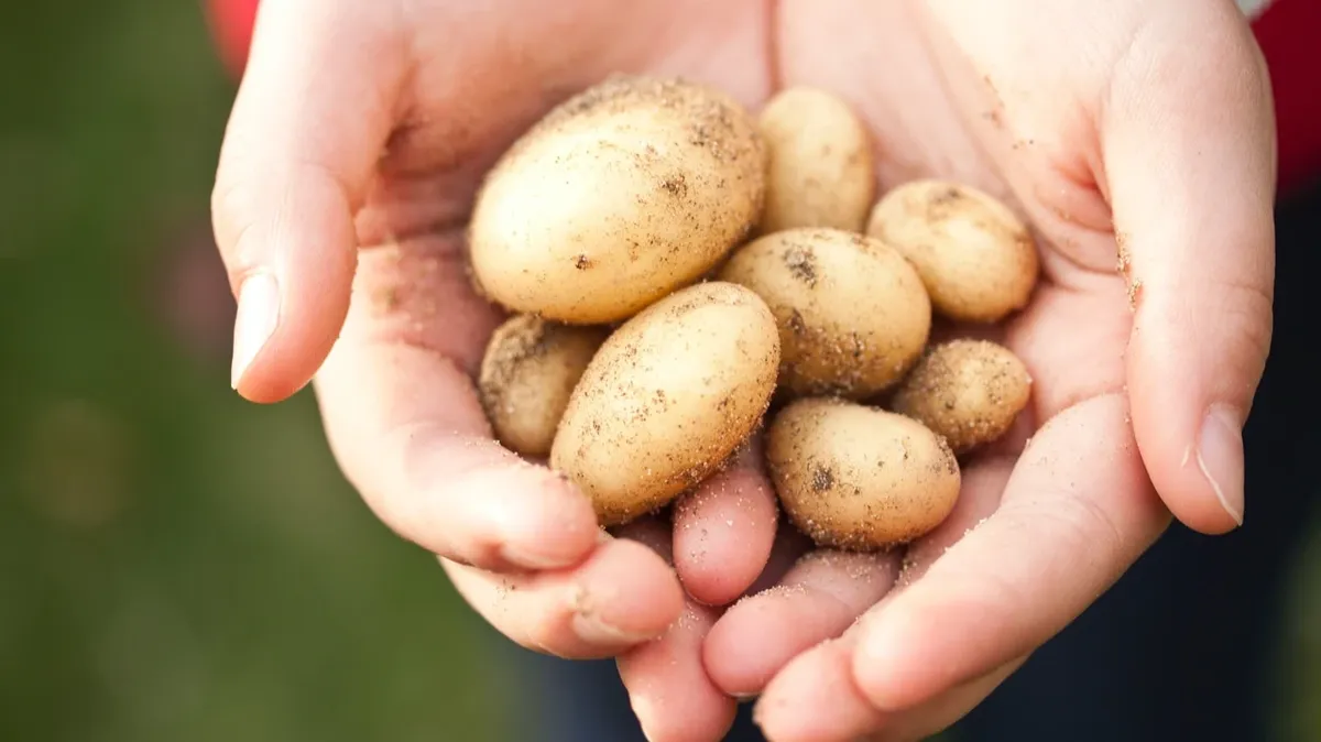 Как посадить картофель? Фото: www.pexels.com
