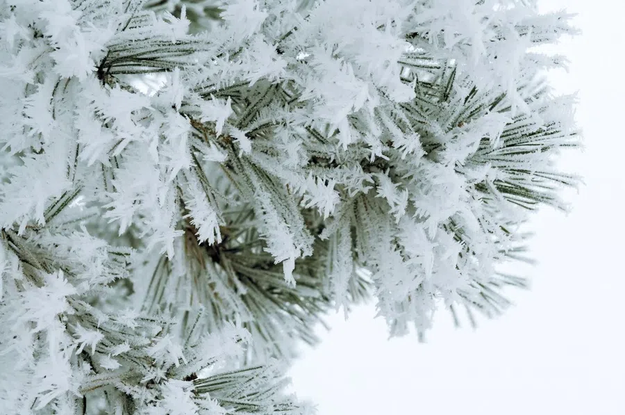 снег, елка, иней, мороз
