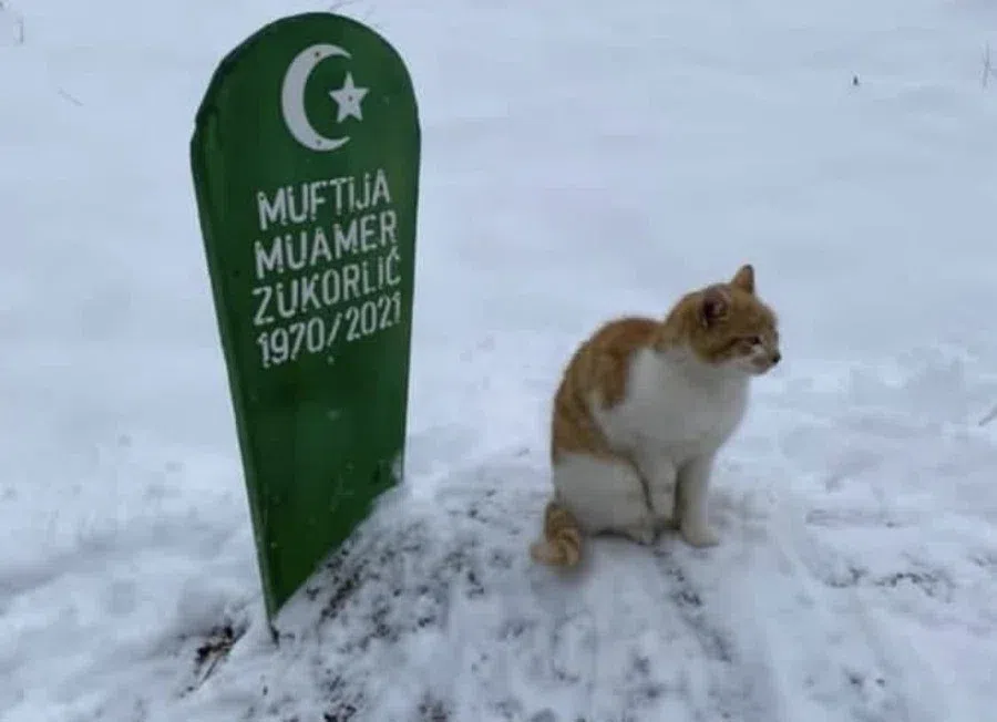 Безутешный кот два месяца сидит на могиле своего хозяина, умершего муфтия исламской общины Сербии
