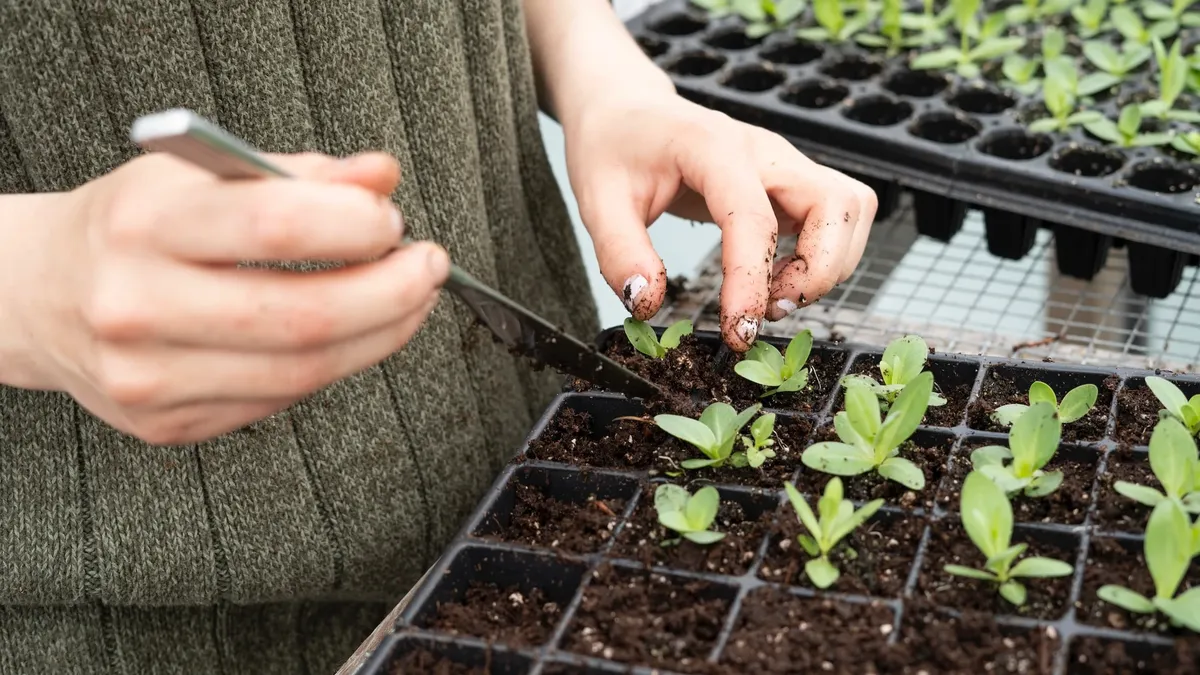 5 причин, почему желтеют листья у рассады помидоров, огурцов и перца: чем подкормить садовые культуры и подготовить к будущей посадке