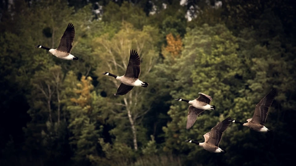 Гуси летят против ветра – к сырой погоде.
Фото: pixabay.com