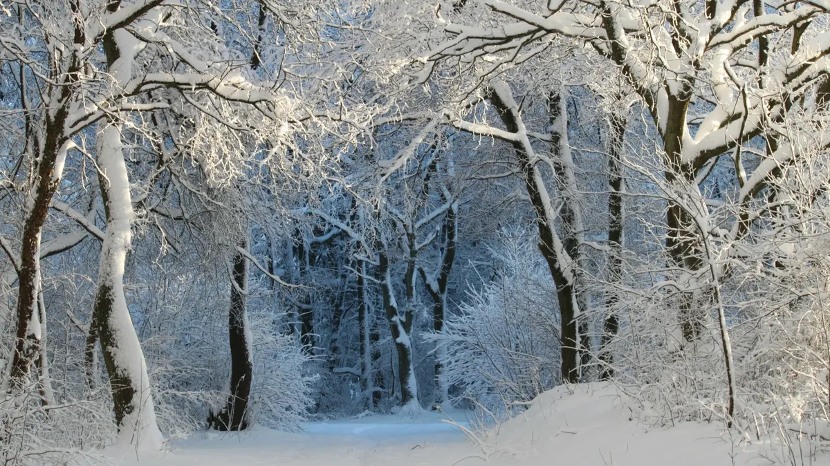 Новосибирск накроют морозы до —20, а в Москве потеплеет: погода на 10 дней с 5 по 15 февраля 2024 для Центральной России, Урала и Сибири 