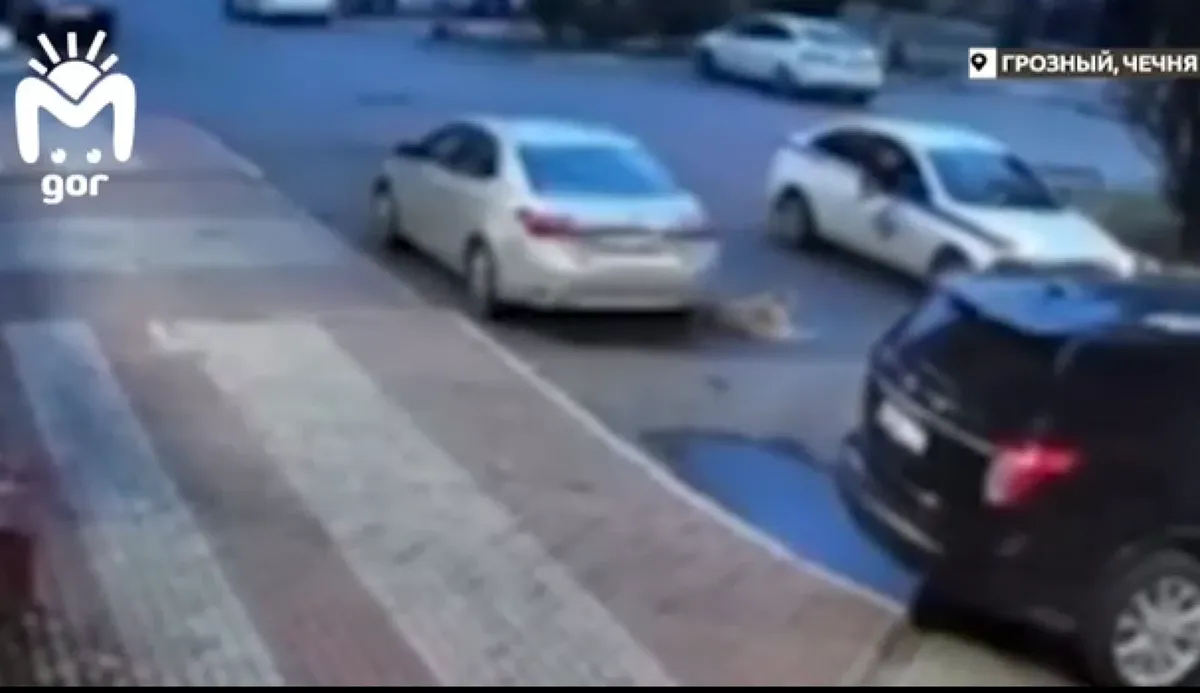 В Грозном неизвестные из ведомственного автомобиля расстреляли собаку, которая была местной любимицей
