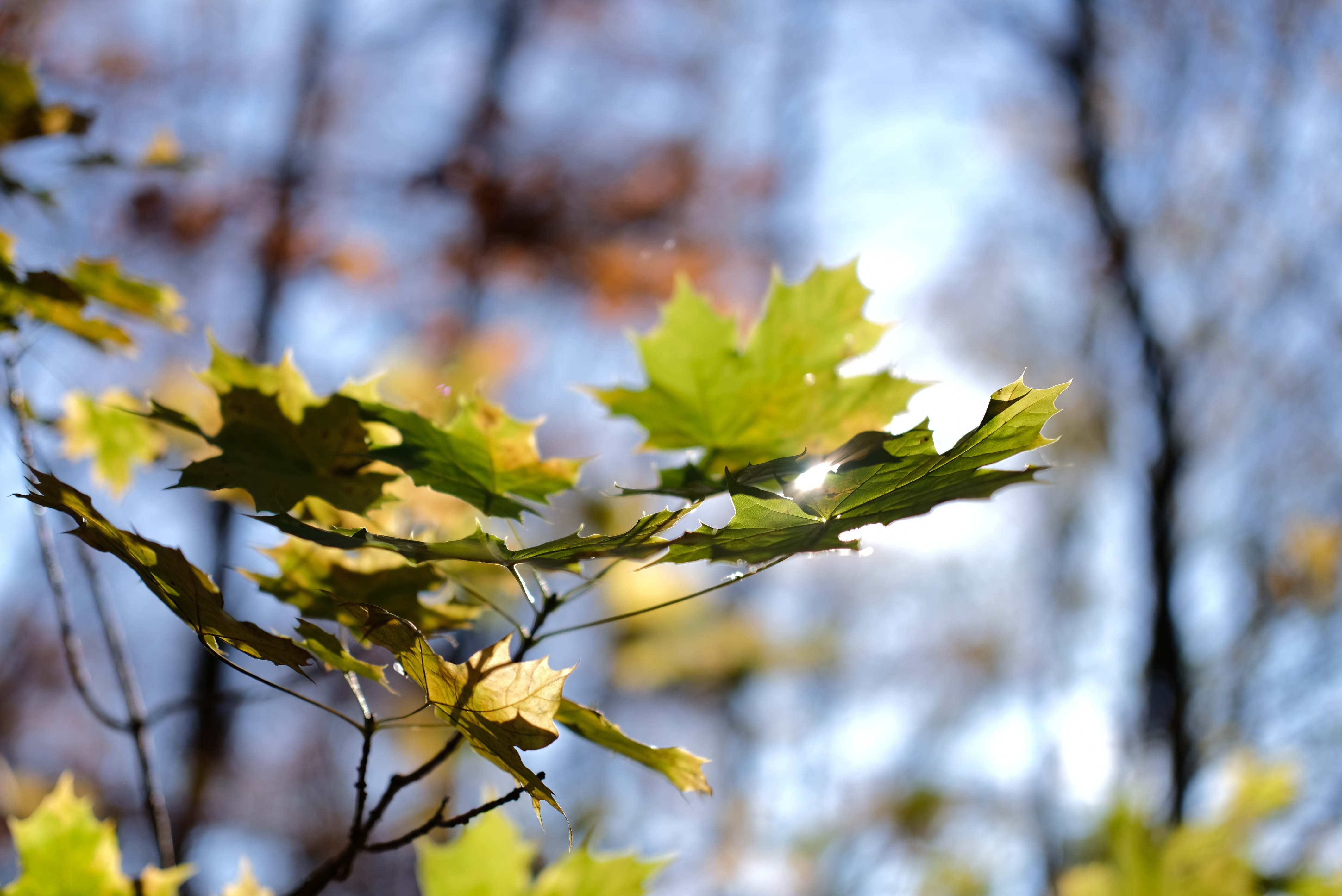 ФОТО: FREEPIK 